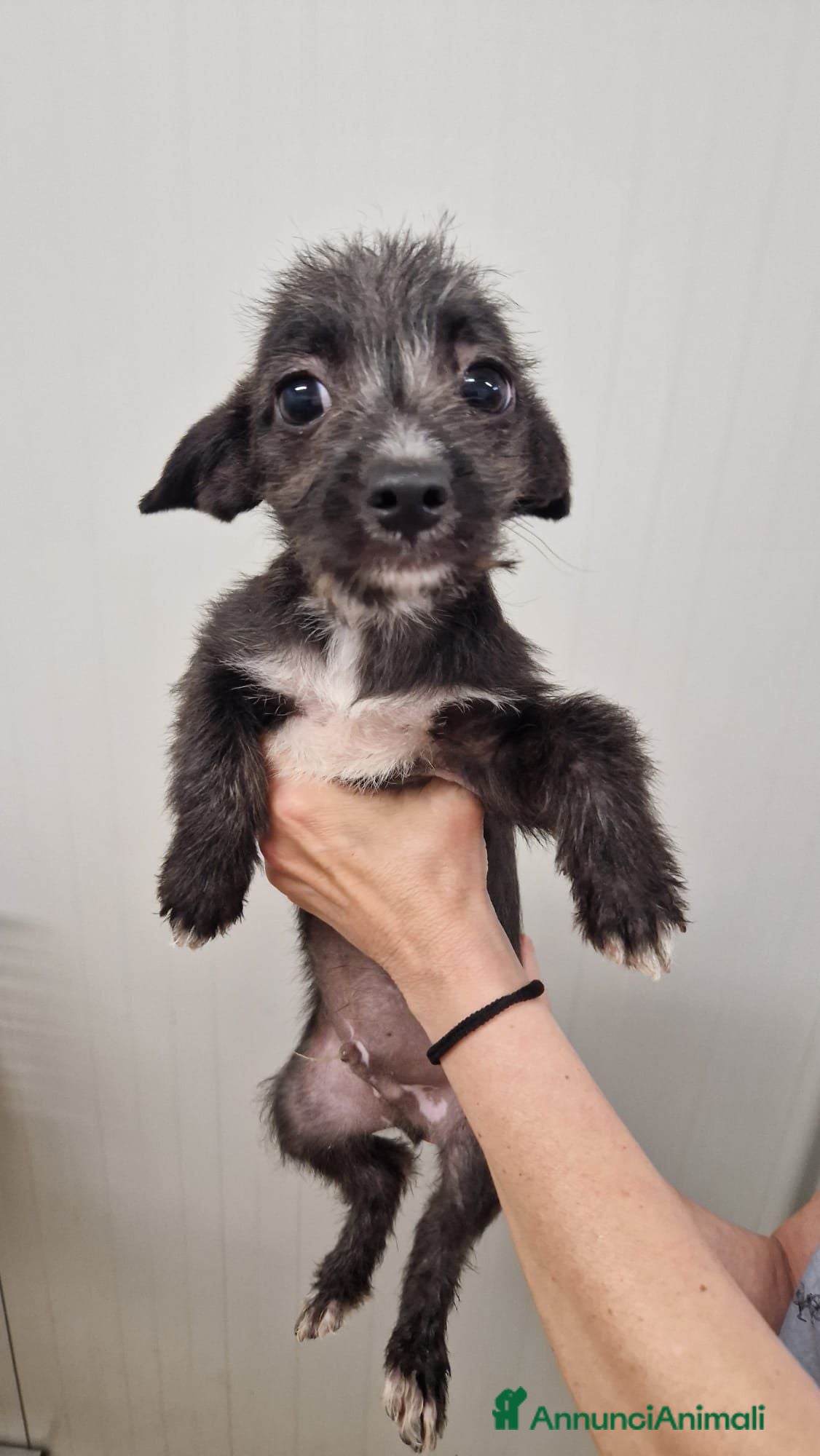 Meticcio cani in regalo: Tommaso Yorkshire/Pinscher Mix in Canile - Annuncio 3