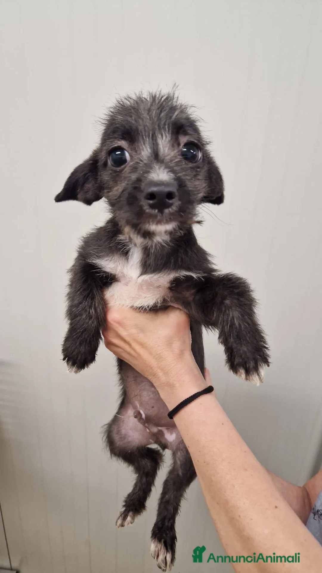 Meticcio cani in regalo: Tommaso Yorkshire/Pinscher Mix in Canile - Annuncio 1