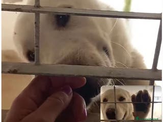 Pastore Asia Centrale cani Rocco splendido pastore dell’Asia Centrale - Annuncio 36