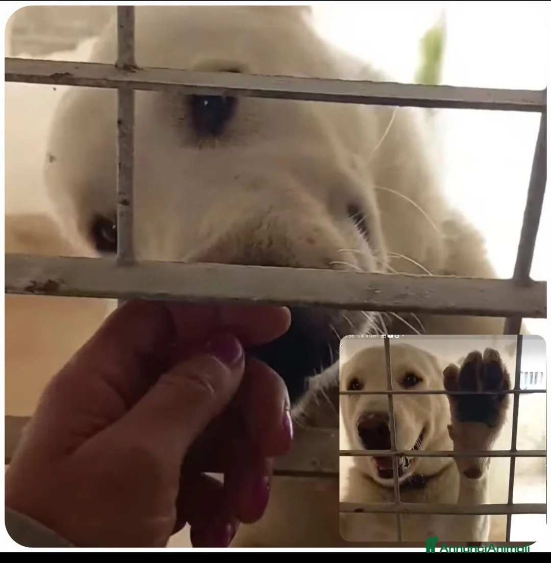 Pastore Asia Centrale cani in regalo: Rocco splendido pastore dell’Asia Centrale - Annuncio 1