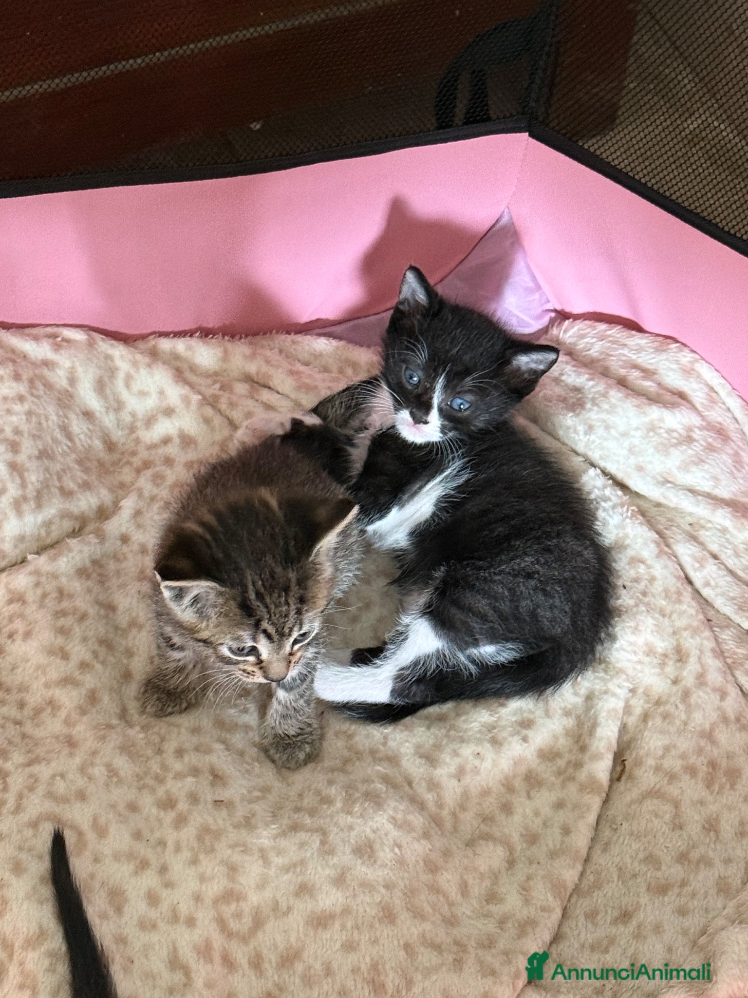 Meticcio gatti Regalo gattini - Annuncio 3