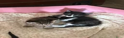 Meticcio gatti in regalo: Regalo gattini - Annuncio 1