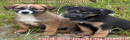 Meticcio cani in regalo: TROPPI CUCCIOLI SOLI IN RIFUGIO  a Provincia di Verona - Annuncio 4
