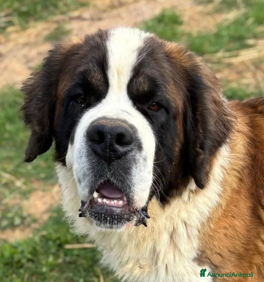 San Bernardo cani in regalo: BOSCO splendido SAN BERNARDO cerca casa adozione - Annuncio 3
