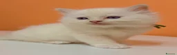 Ragdoll gatti in vendita: Cuccioli di ragdoll - Annuncio 11