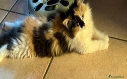 Persiano gatti in vendita: Calico persiana normotipo a Provincia di Reggio Emilia - Immagine 3