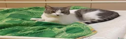 Europeo gatti in regalo: BRIGITTE, dolce gattina in adozione  - Annuncio 3