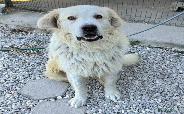Meticcio cani a Provincia di Teramo - Annuncio 12