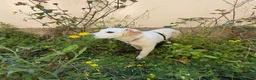 Meticcio cani in regalo: Eda cerca casa 🏡 a Provincia di Monza e della Brianza - Annuncio 12