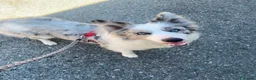 Border Collie cani in vendita: border collie a Città Metropolitana di Torino - Annuncio 1