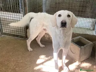 Meticcio cani LERRY determinato tg mediogrande - Annuncio 26