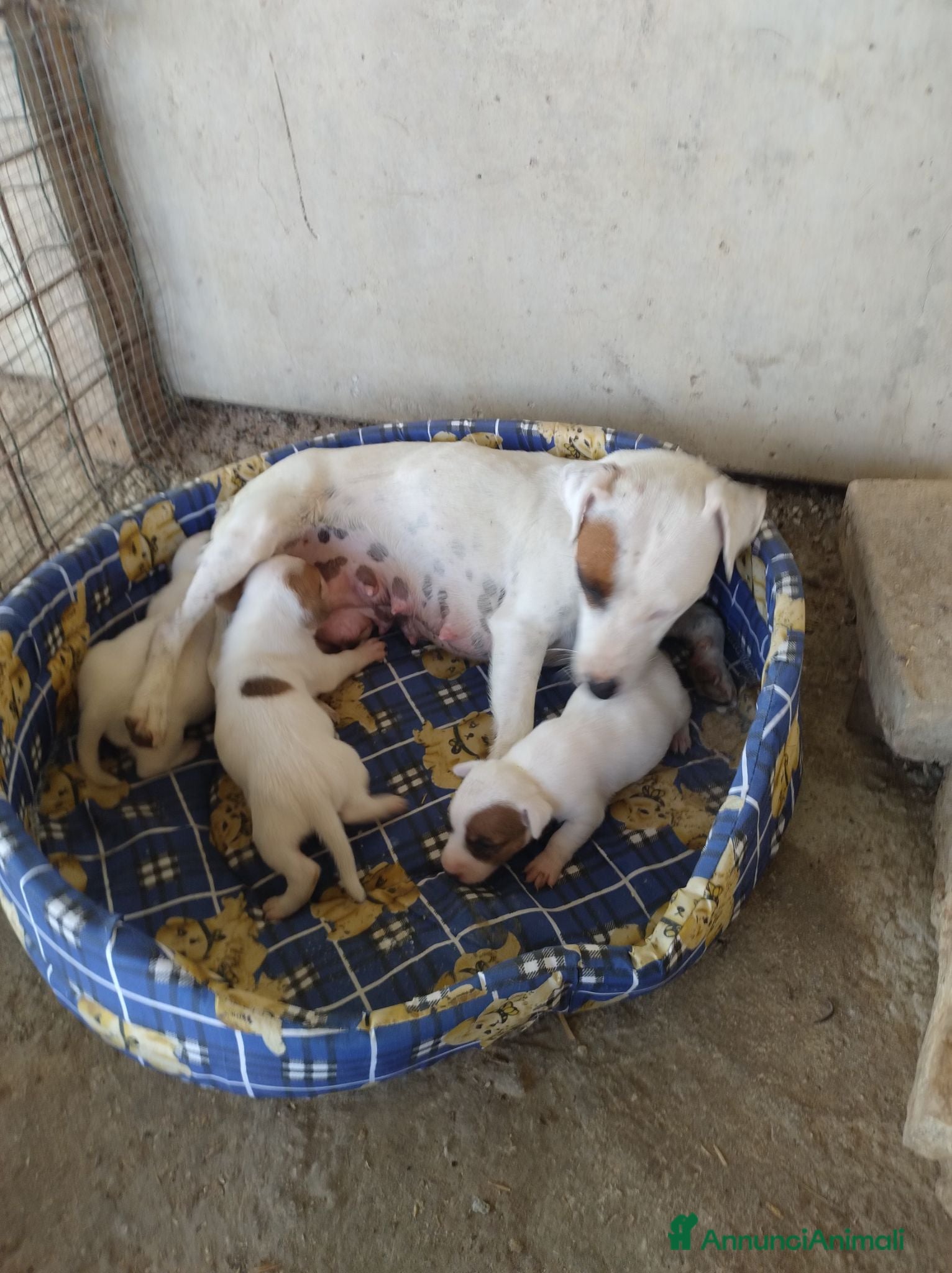 Jack Russell cani JACK RUSSELL pelo corto  - Annuncio 6
