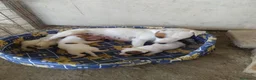 Jack Russell cani in vendita: JACK RUSSELL pelo corto  - Annuncio 1