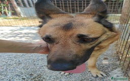 Pastore Tedesco cani in regalo: Sally, 6 anni, Pastore Tedesco - Immagine 5