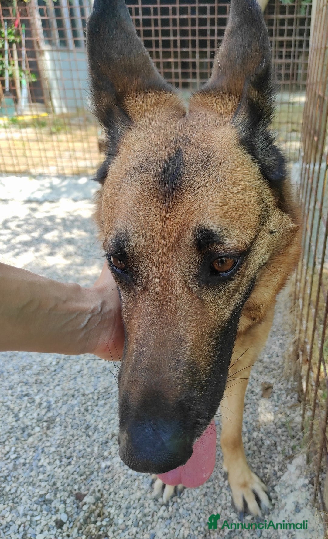 Pastore Tedesco cani in regalo: Sally, 6 anni, Pastore Tedesco - Immagine 5