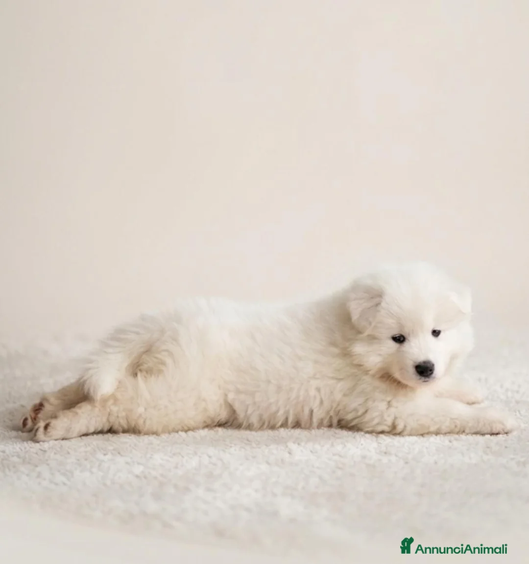 Samoiedo cani in vendita: Cuccioli di samoiedo  - Annuncio 2