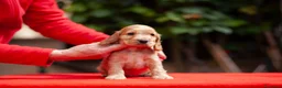 Cocker cani in vendita: Cucciolo maschio fulvo ottimo temperamento salute  - Annuncio 3