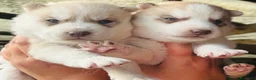 Husky cani in vendita: Cuccioli siberian husky  - Annuncio 2