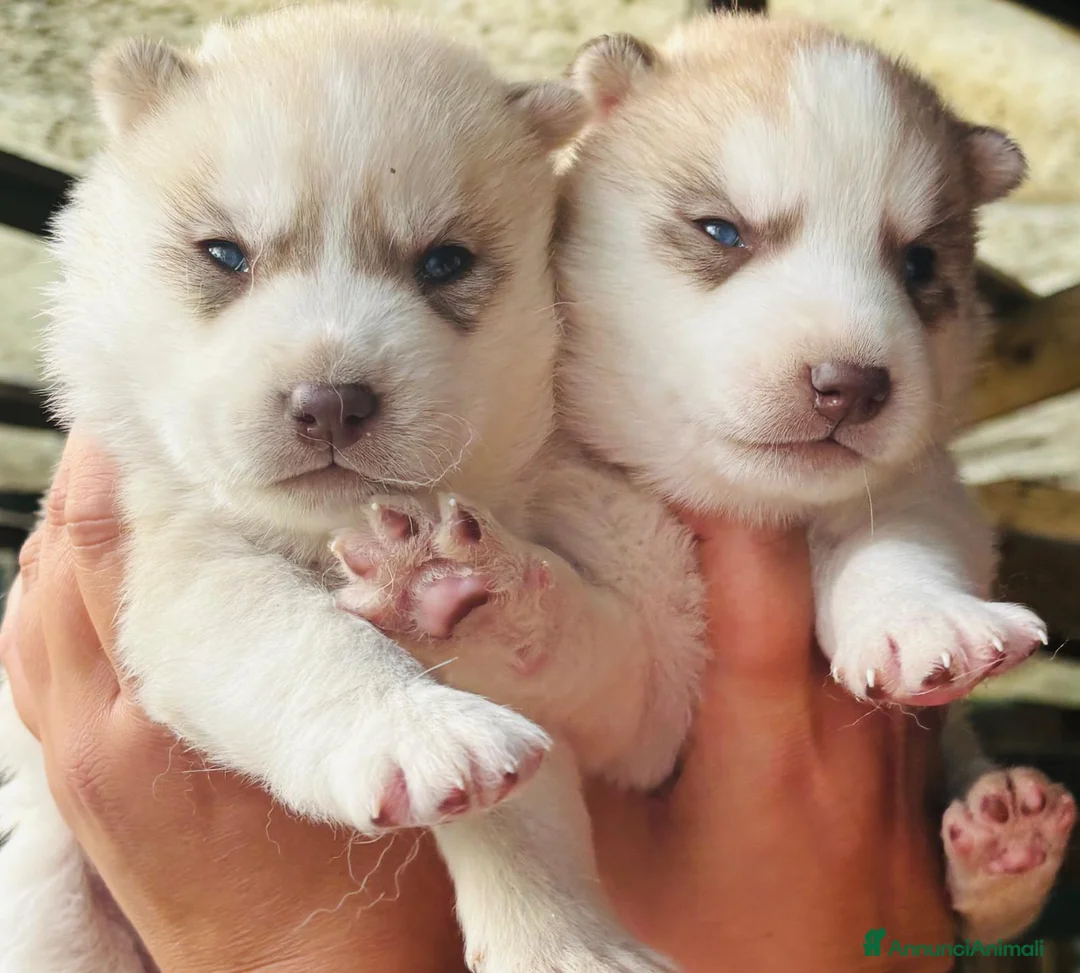 Husky cani in vendita: Cuccioli siberian husky  - Annuncio 2