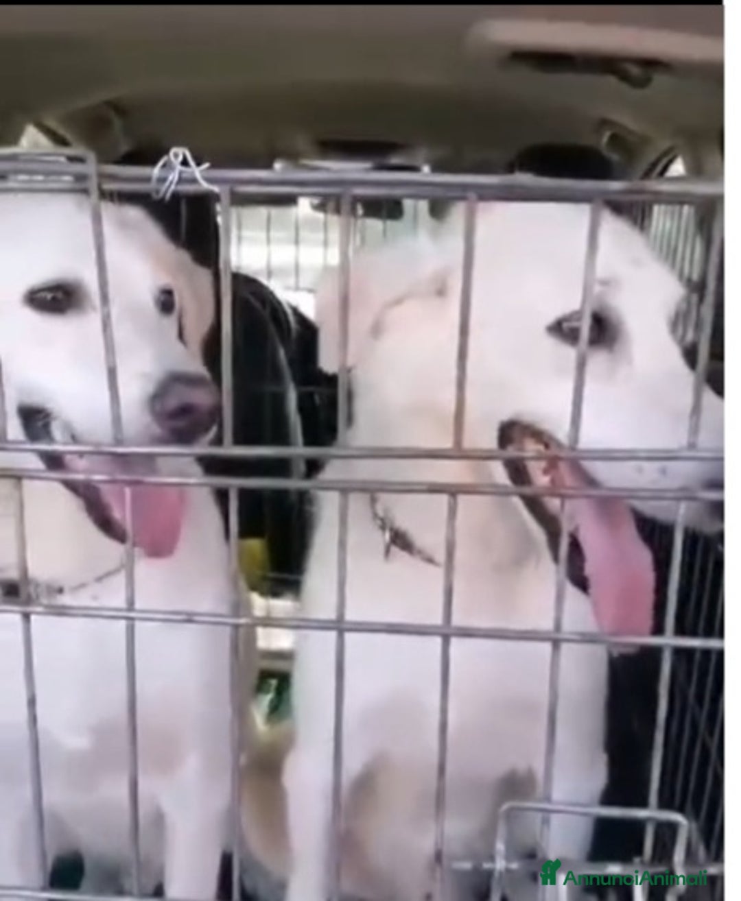 Meticcio cani in regalo: 2fratelli mix Labrador 6anni ok gatti TISCANA SOS  - Annuncio 4