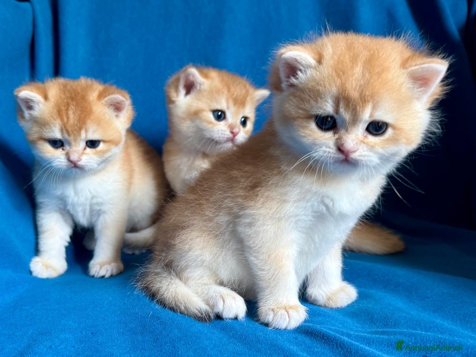 British gatti Gattini British shorthair golden chell - Annuncio 2