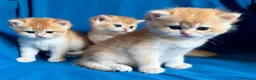 British gatti in vendita: Gattini British shorthair golden chell - Annuncio 1