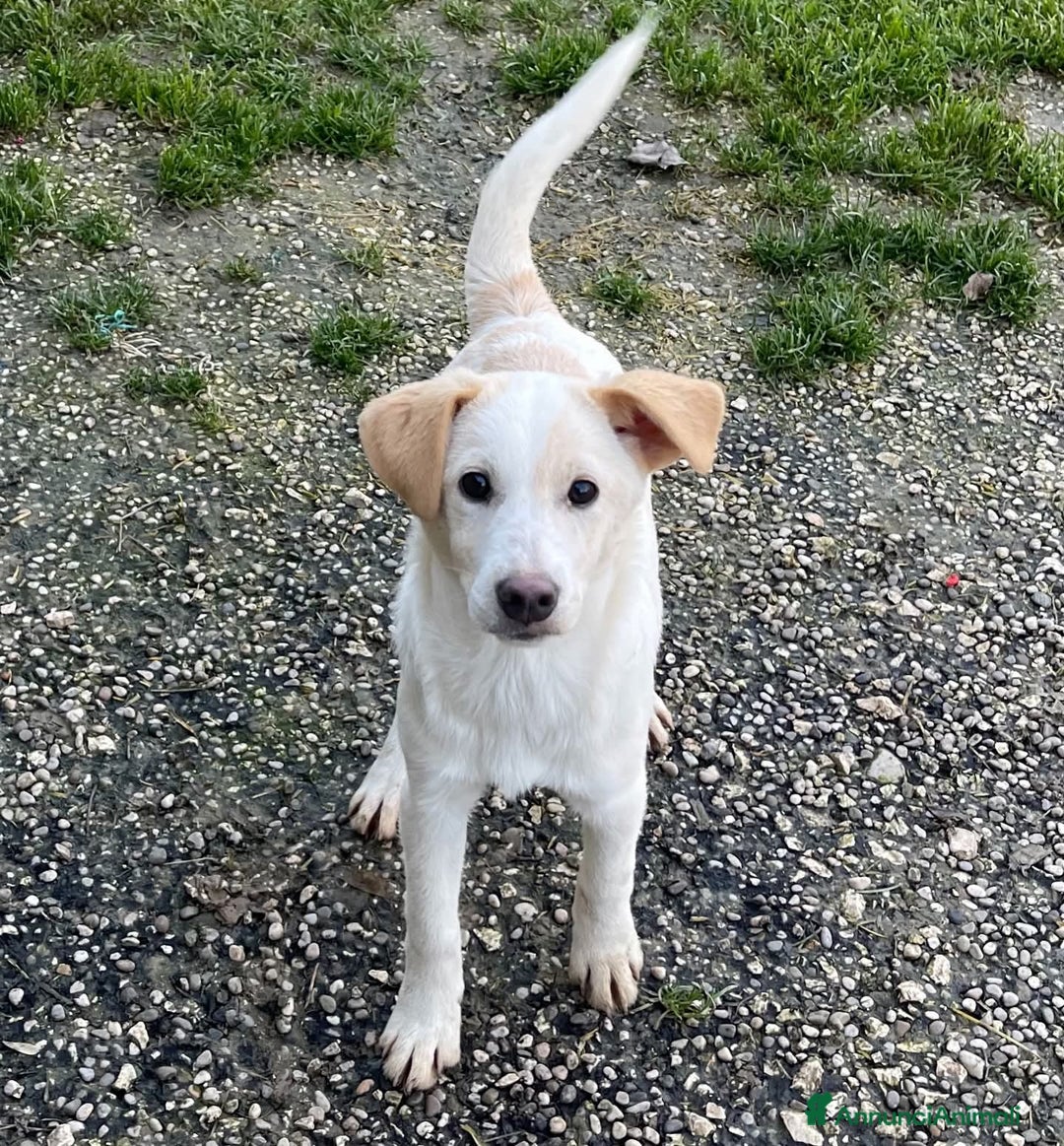 Meticcio cani in regalo: Adotta Simonetta - Annuncio 3