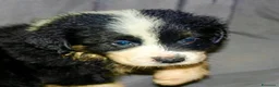 Australian Shepherd cani in vendita: Pastore australiano Australian Shepherd cuccioli - Annuncio 6
