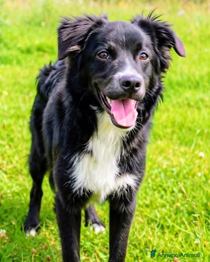 Meticcio cani Dolce Nebbia, abbandonato a 10 mesi  - Annuncio 9