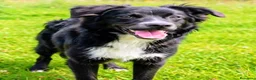 Meticcio cani in regalo: Dolce Nebbia, abbandonato a 10 mesi  - Annuncio 1