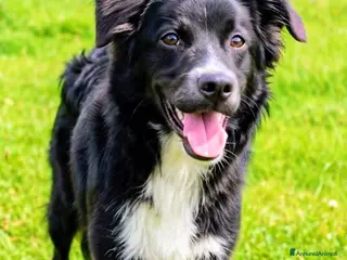 Meticcio cani Dolce Nebbia, abbandonato a 10 mesi - Annuncio 3