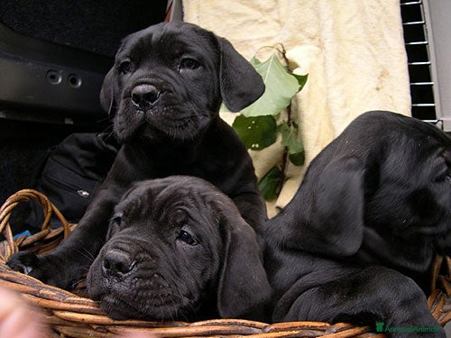Cane Corso cani spettacolari cuccioli di cane Corso  - Annuncio 1