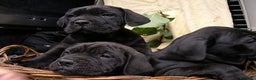 Cane Corso cani in vendita: spettacolari cuccioli di cane Corso  - Annuncio 1