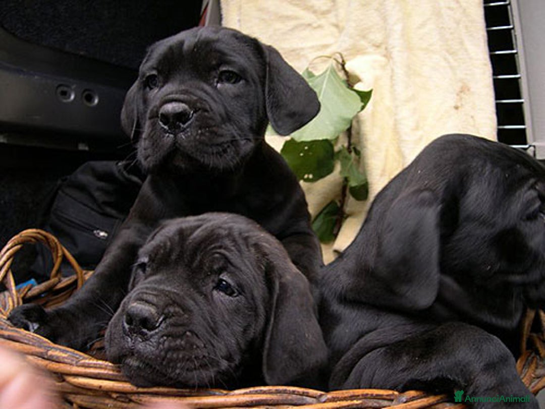 Cane Corso cani in vendita: spettacolari cuccioli di cane Corso  - Annuncio 1