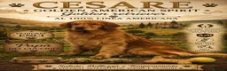 Golden Retriever cani in vendita: Cucciolo maschio Golden retriever pedigree ENCI  - Annuncio 3