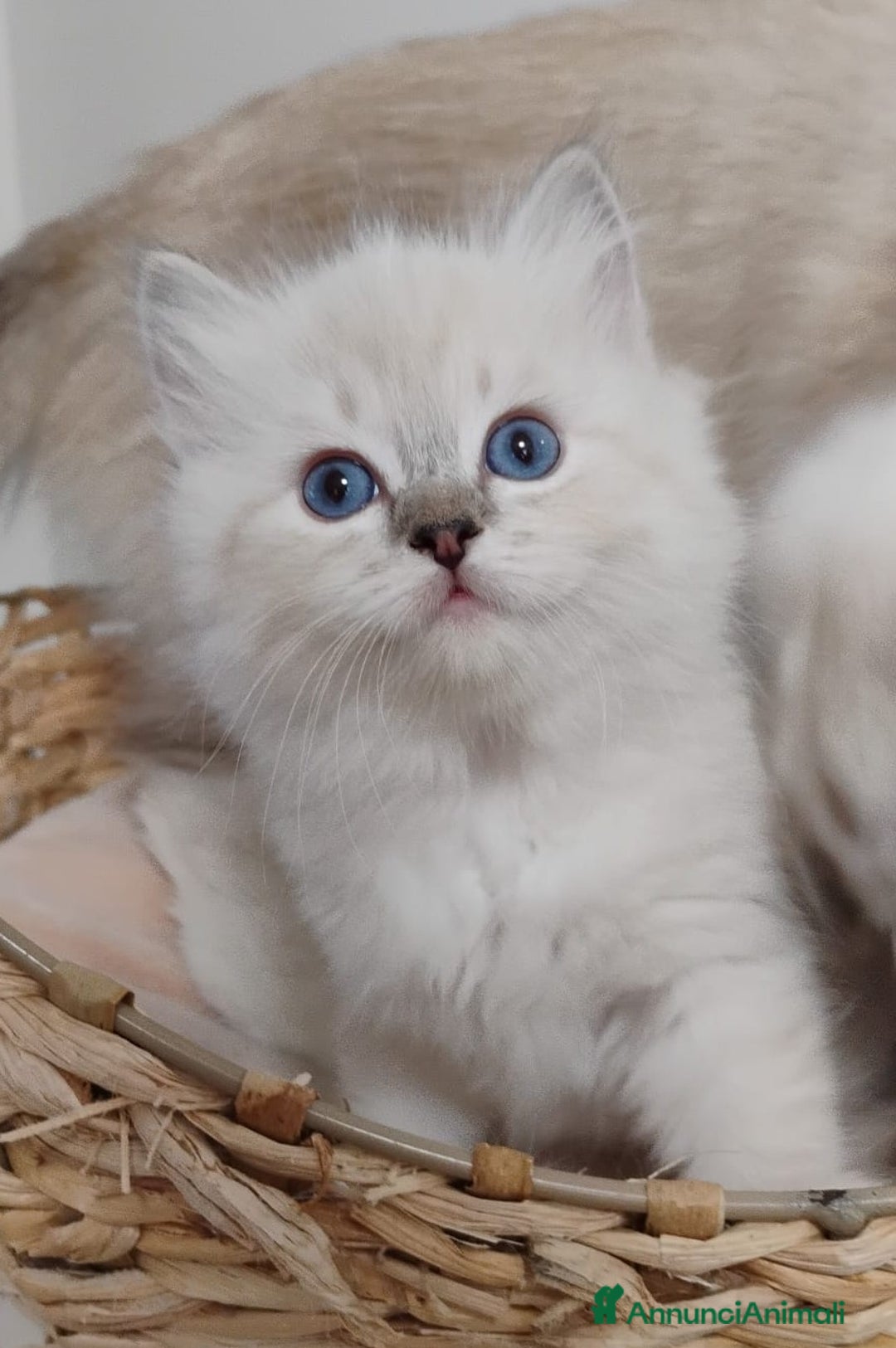 Ragdoll gatti in vendita: Bellissimi cuccioli Ragdoll  a Provincia di Bergamo - Annuncio 5