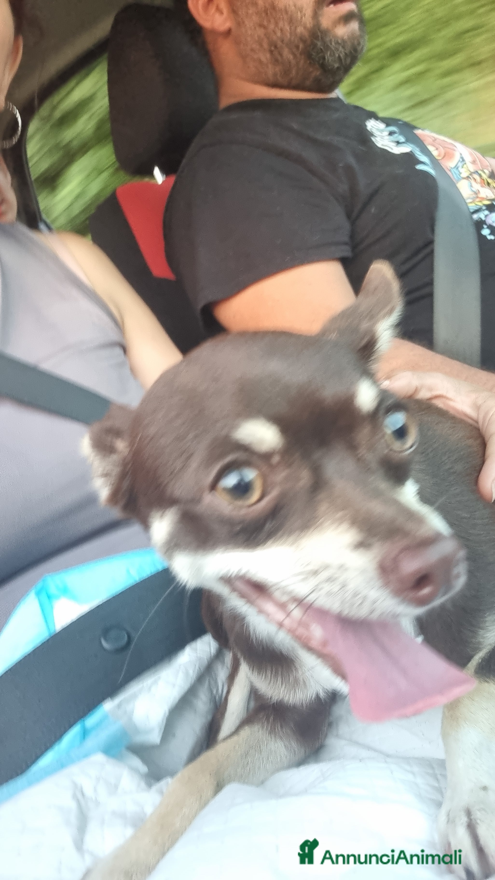 Chihuahua cani Chihuahua 7 mesi - Annuncio 2