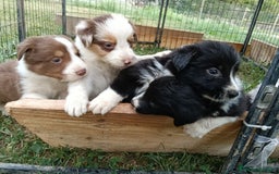 Border Collie cani in vendita: Cuccioli di border collie a Provincia di Treviso - Immagine 1