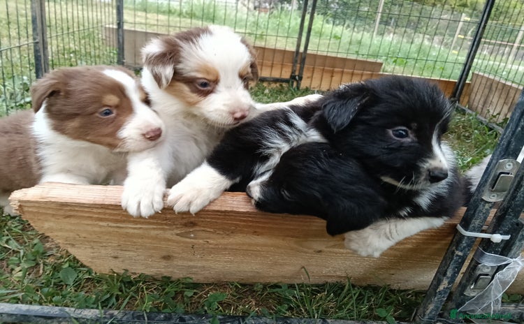 Border Collie cani a Provincia di Treviso - Annuncio 3