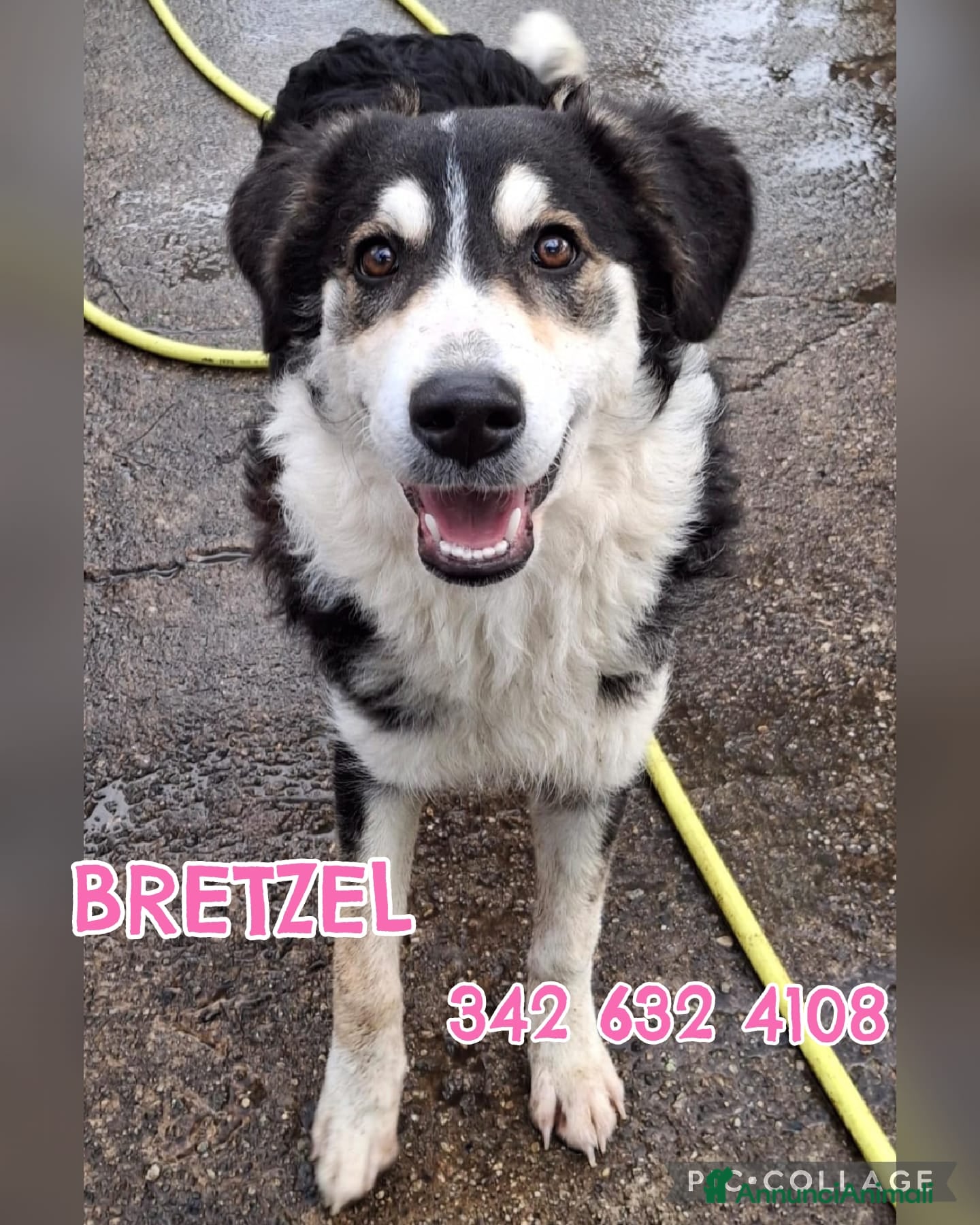 Meticcio cani BRETZEL🩷-cucciola. Sta crescendo dietro le sbarre - Annuncio 27