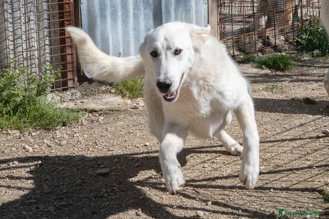 Meticcio cani in regalo: DOLCISSIMA NUVOLETTA BIANCA : DEMYR a Città Metropolitana di Firenze - Annuncio 7
