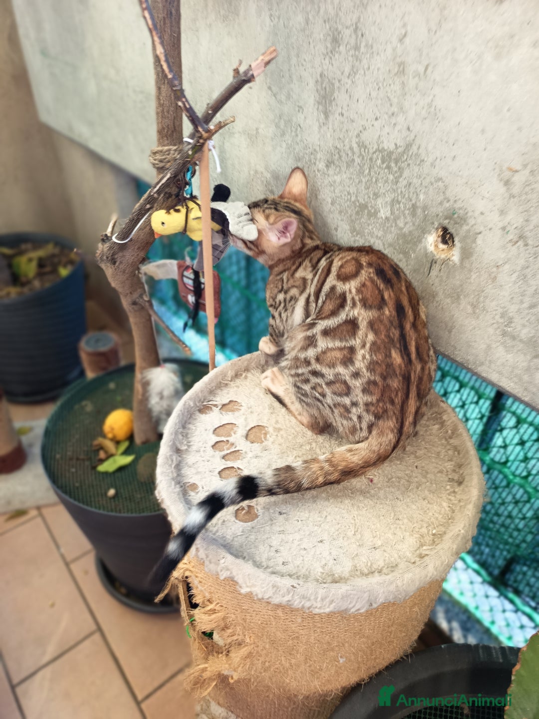 Bengala gatti in vendita: cucioli bengala  - Annuncio 6