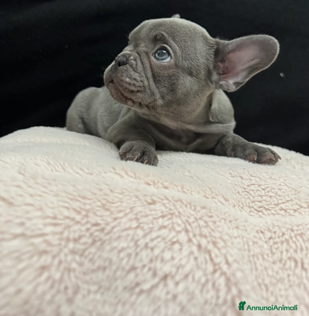 Bulldog Francese cani in vendita: Bulldog francese - Annuncio 7