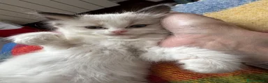 Ragdoll Gattino 3