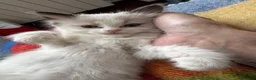 Ragdoll gatti in vendita: Ragdoll - Annuncio 5