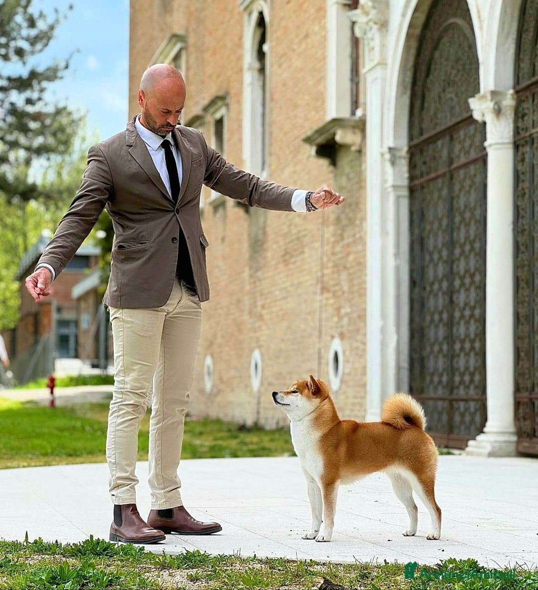 Shiba Inu cani in vendita: SHIBA INU CUCCIOLI  - Annuncio 14