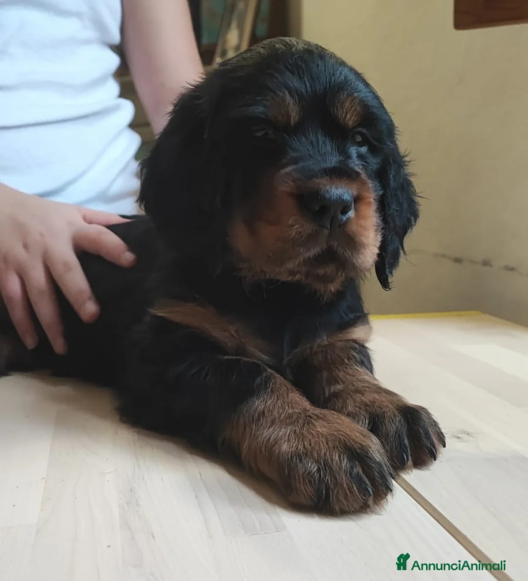 Setter Gordon cani in vendita: Setter Gordon  - Annuncio 2