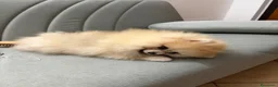 Spitz cani per accoppiamento: Maschio disponibile per accoppiamento  - Annuncio 5