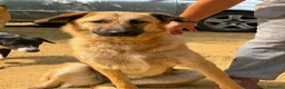 Meticcio cani in regalo: ANNIE, intelligenza da Pastore, cuore da coccolona - Annuncio 11