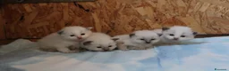 Ragdoll gatti in vendita: Ragdoll cuccioli con pedigree  - Annuncio 8